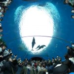 正直料金は高め!?八景島シーパラダイスの魅力って?│360度写真付きでレポート