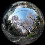 新井薬師の風物詩!中野通り桜まつりを360度写真でバーチャル体験。