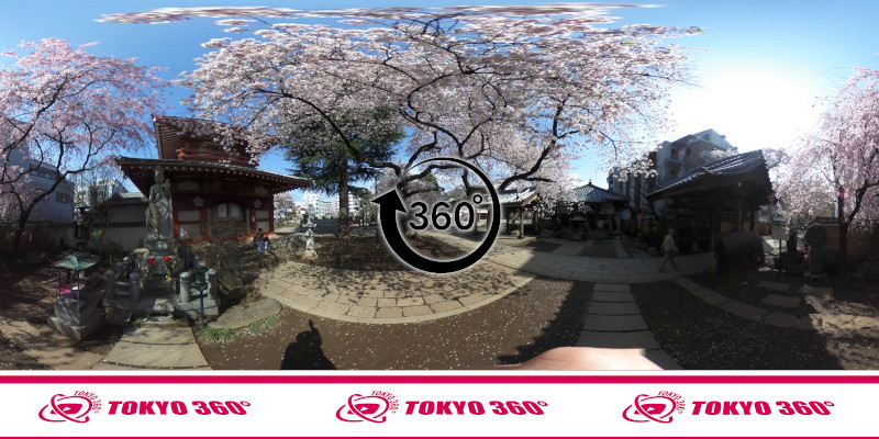 中野桜まつり-360度写真07