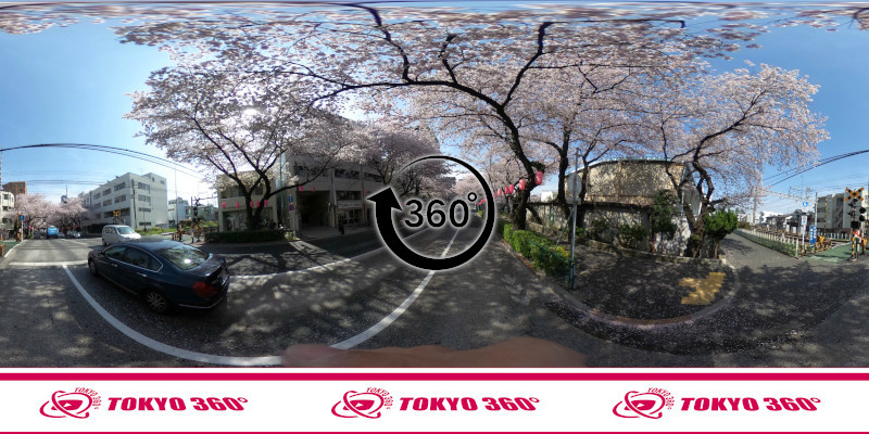 中野桜まつり-360度写真12