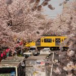 中野通り桜並木の360度写真集。都内有数の花見スポットをバーチャル体験!