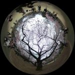 桜咲く新宿御苑の360度写真集。都心の定番花見スポットをバーチャル観光