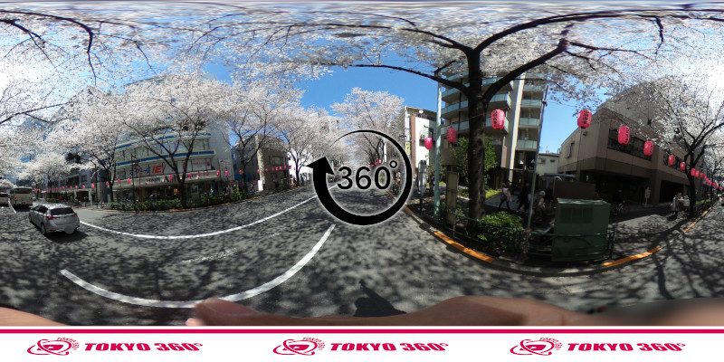 中野通りの桜並木-360度写真-14