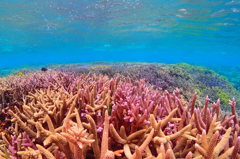 珊瑚礁のイメージ写真