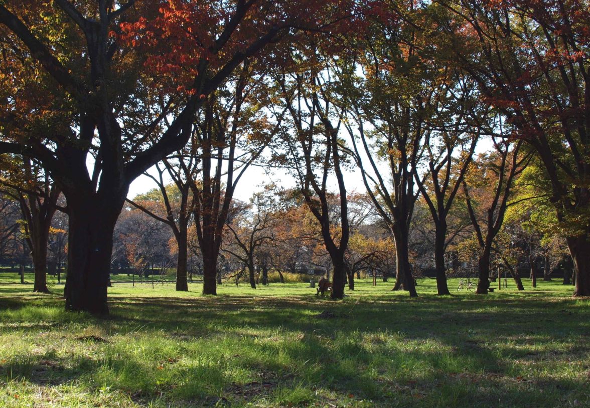 秋の小金井公園