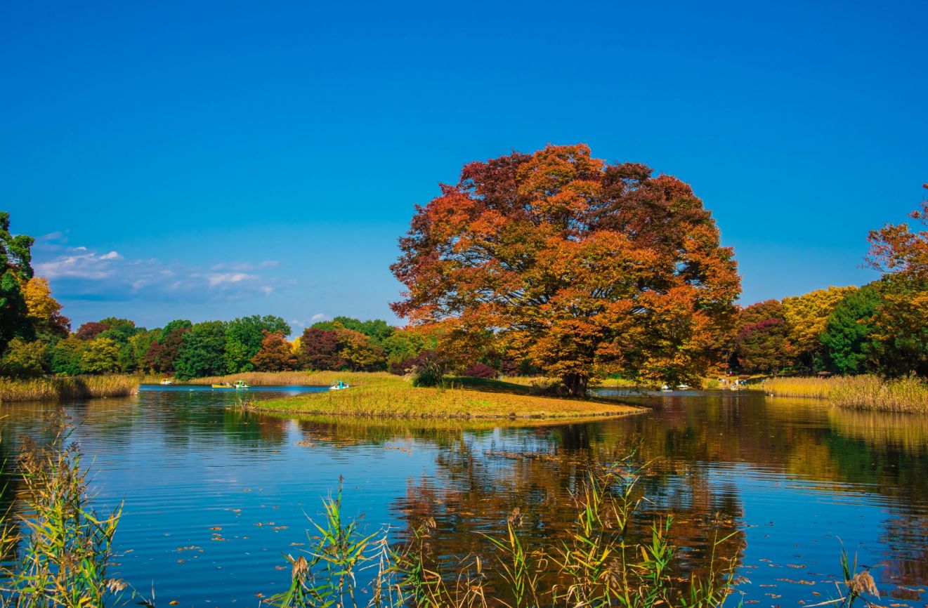 昭和記念公園の風景（水鳥の池）