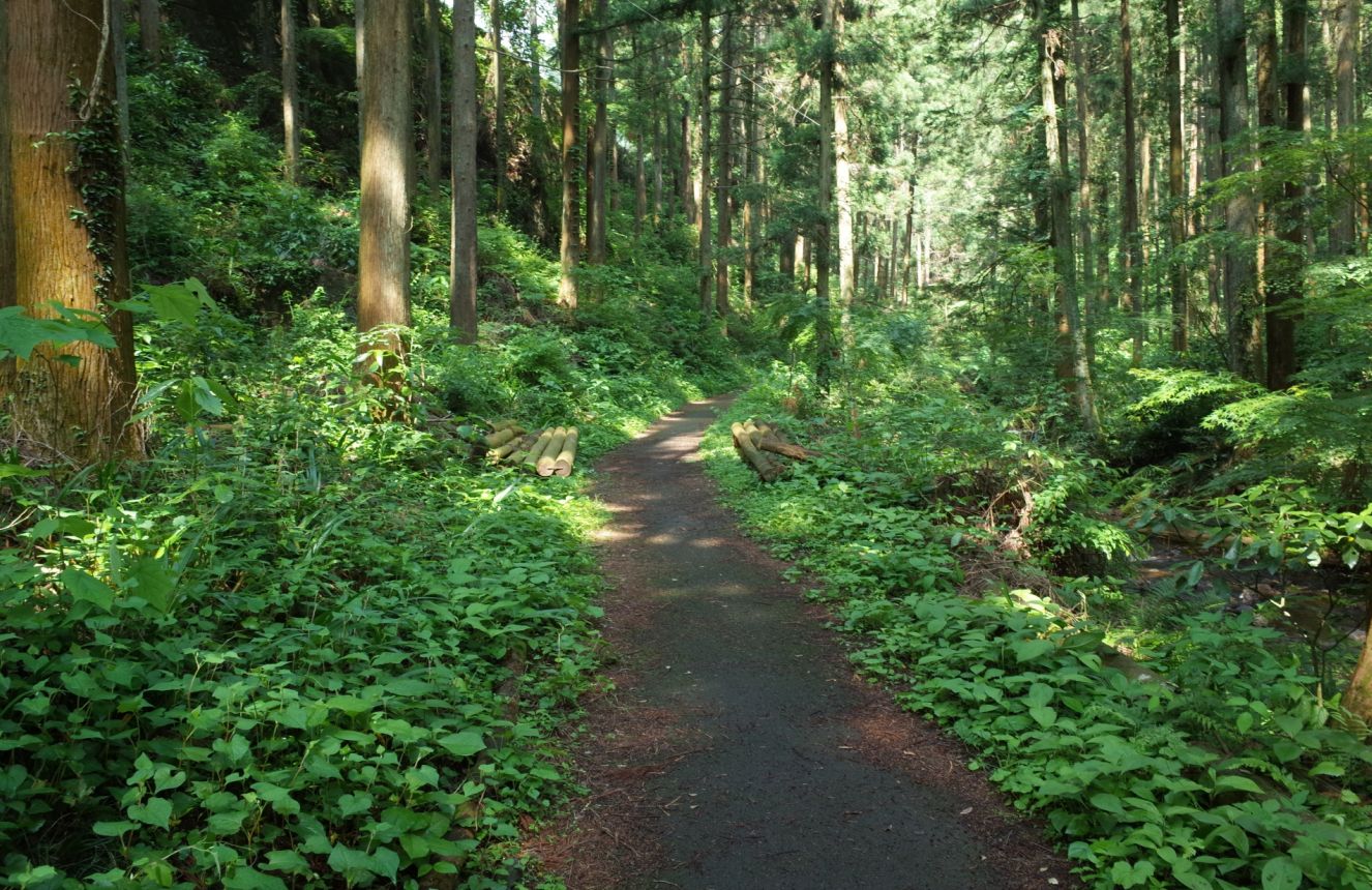 鎌北湖の林道