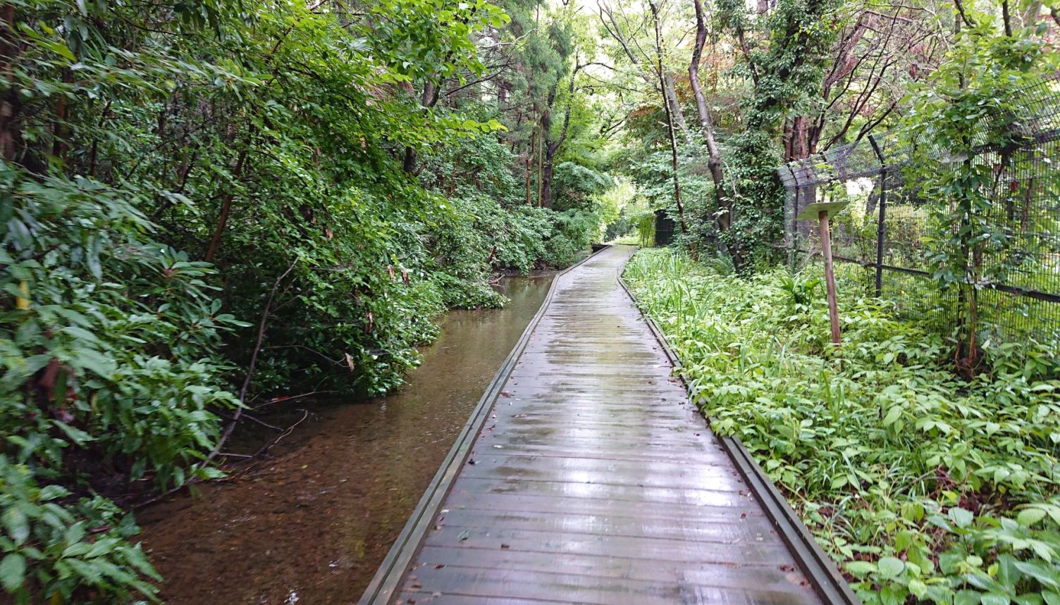 智光山公園-水辺の木道