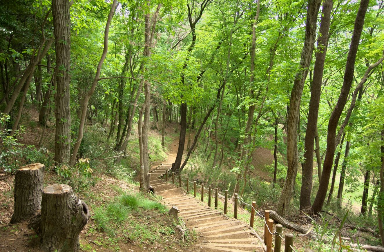 七沢森林公園の風景