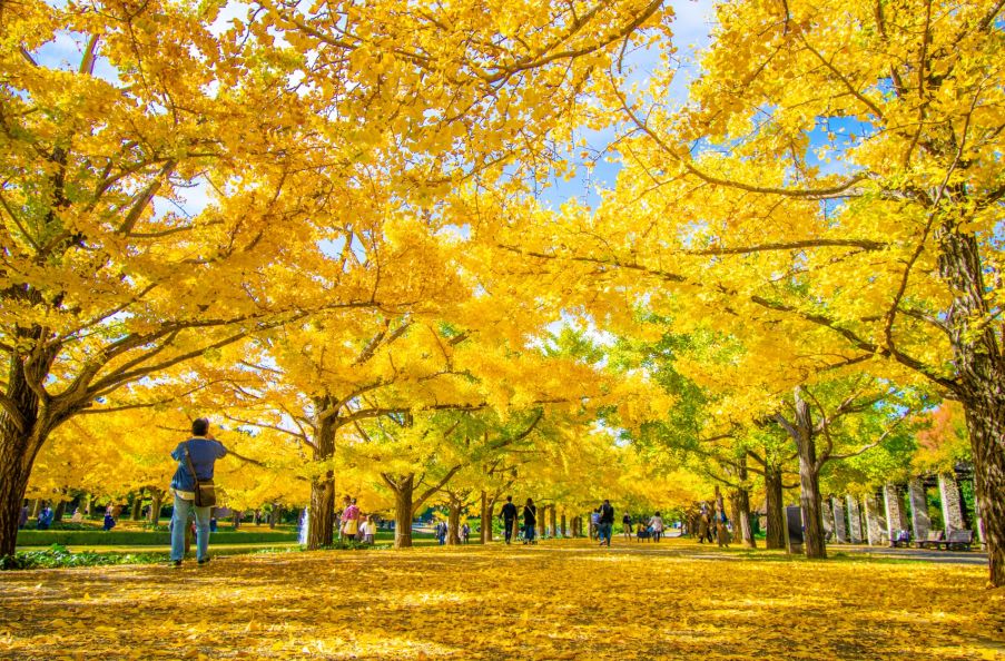 昭和記念公園-イチョウ並木の散歩道
