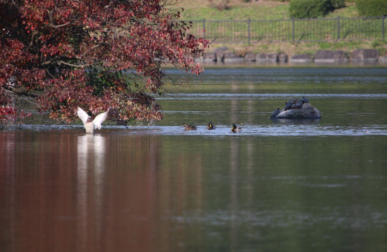大泉緑地の池で羽ばたくカモ