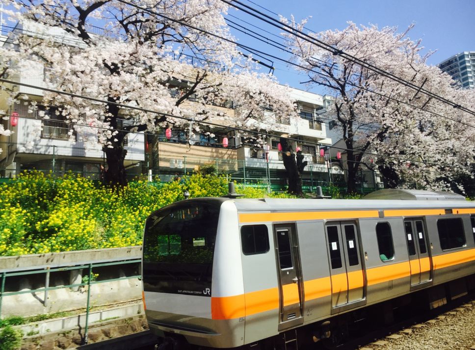 東中野-線路沿いの桜並木と電車
