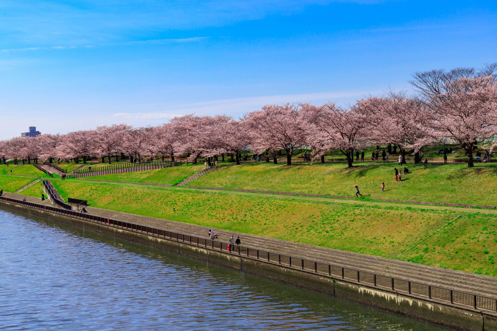 赤羽-荒川沿いの桜並木