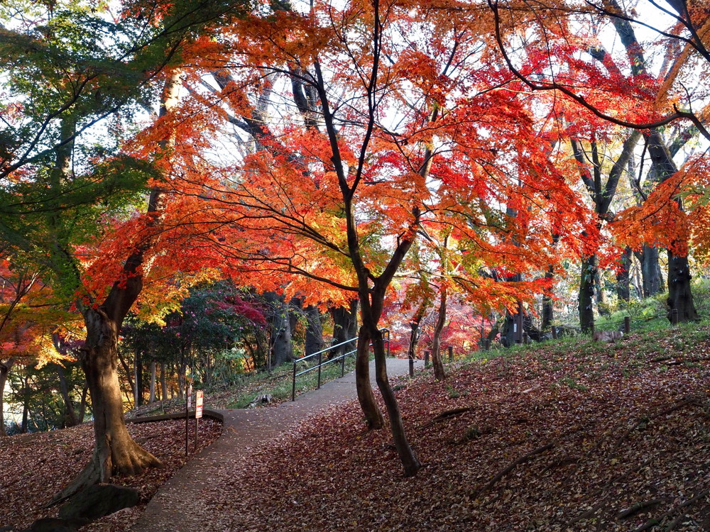 戸山公園-紅葉