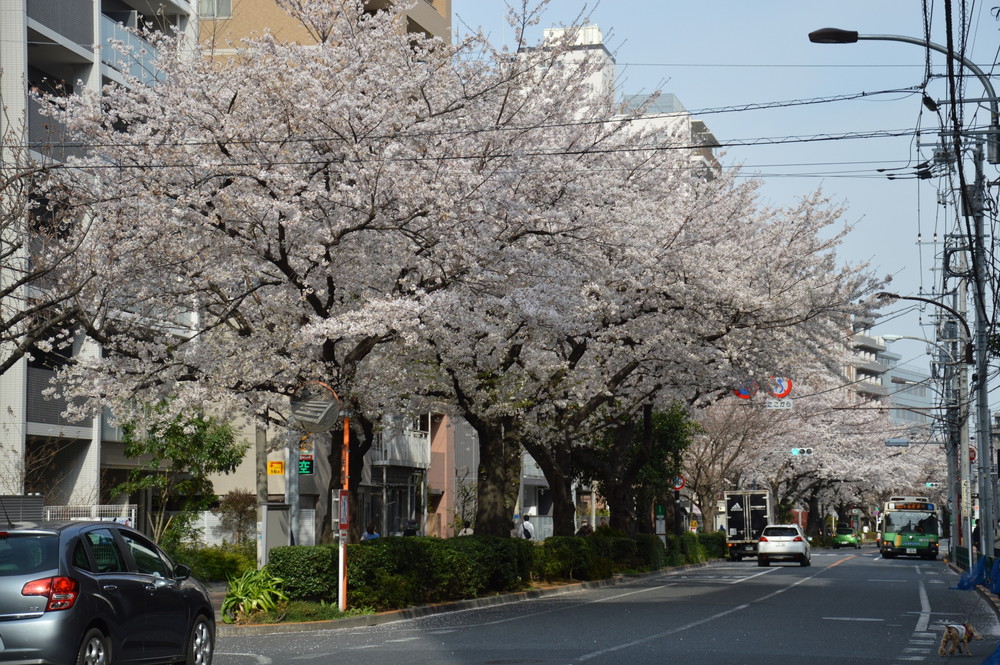 千川通り-桜並木