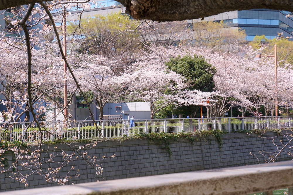 目黒川の桜