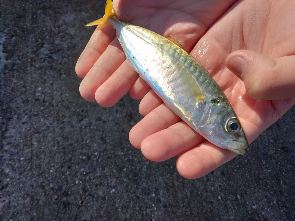 釣り上げられたアジ