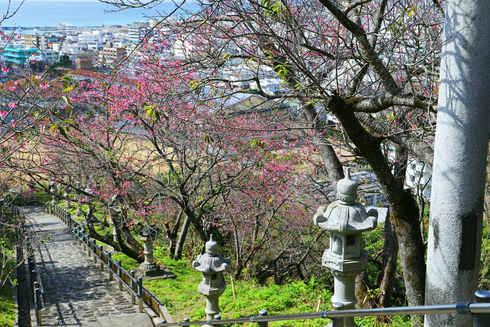 名護城跡-散策道の桜