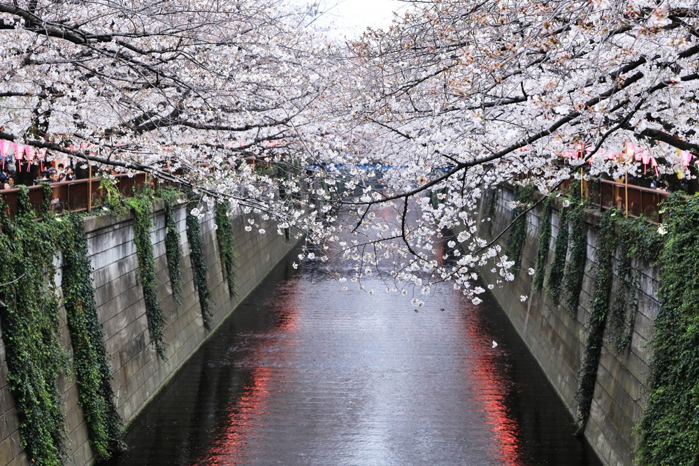 目黒川