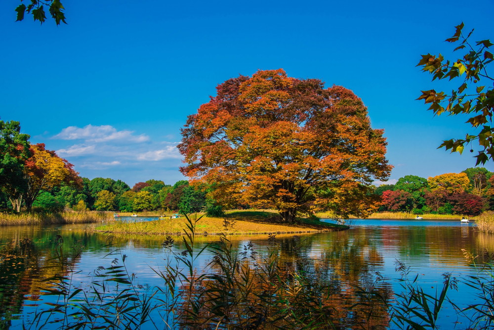国営昭和記念公園02