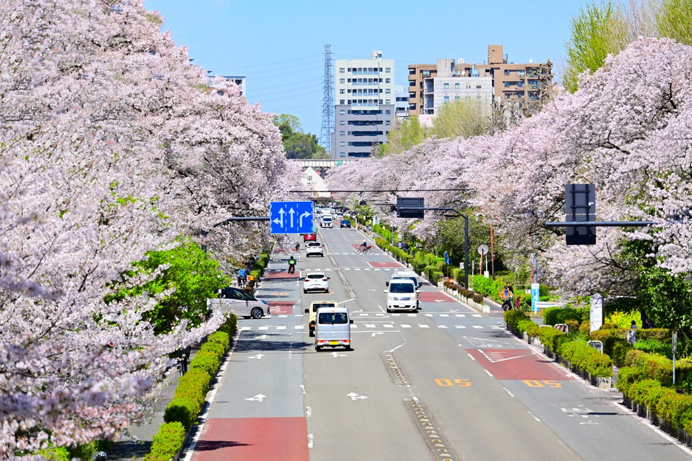 大学通りの桜