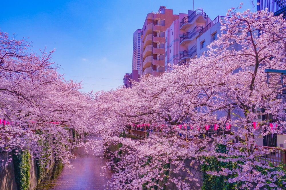 中目黒-目黒川の桜
