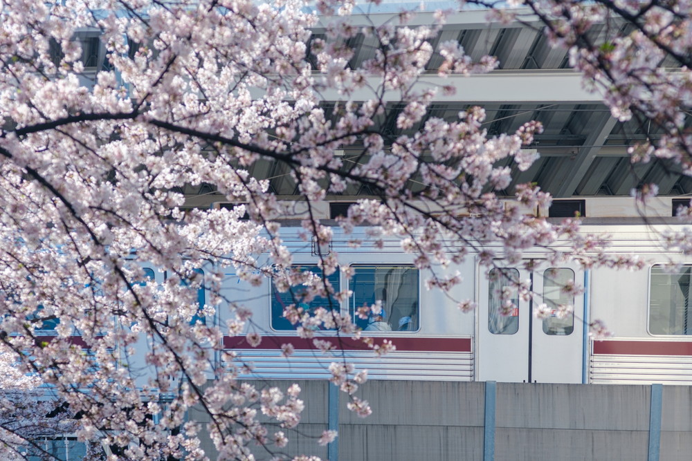 中目黒駅と桜