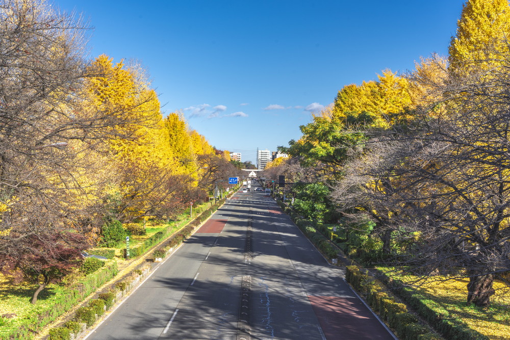国立-大学通りのイチョウ並木