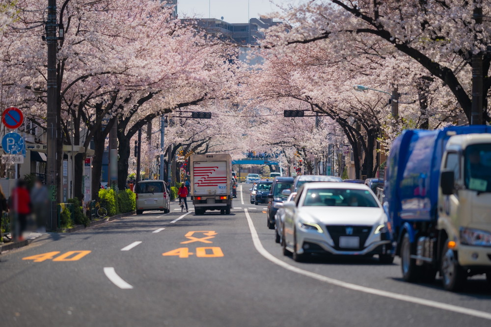 中野通りの桜並木