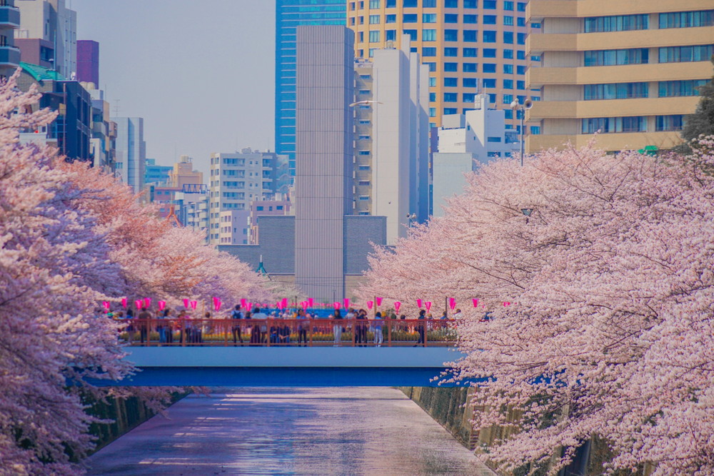 目黒川