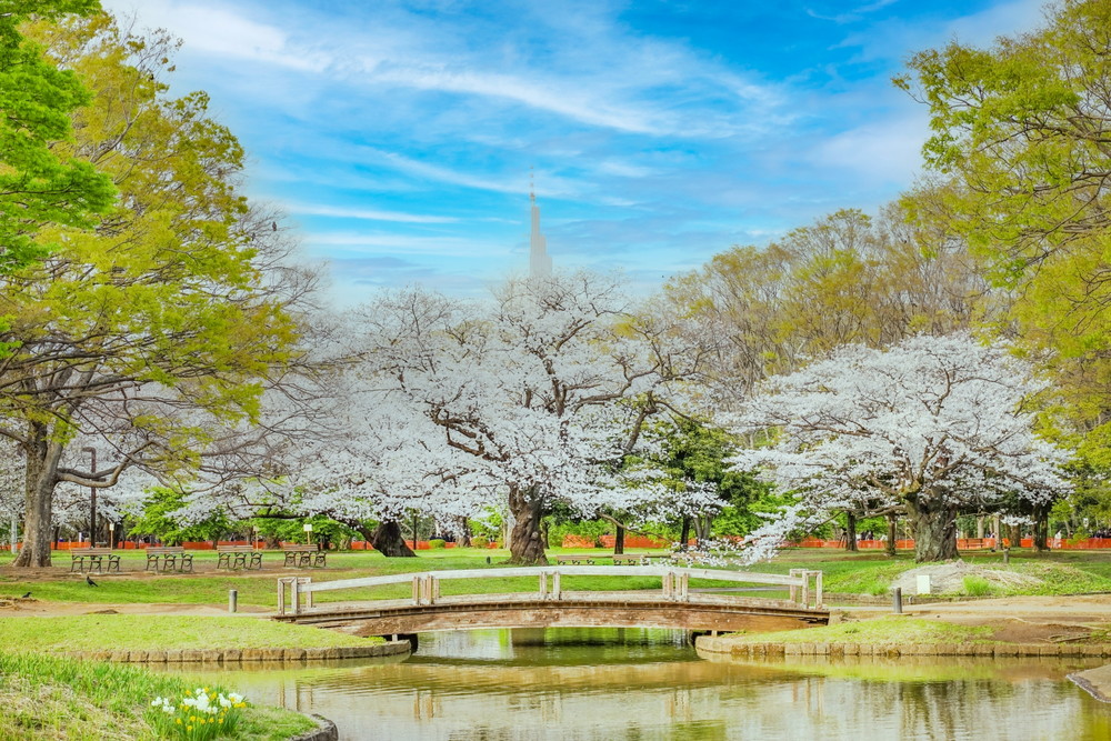 代々木公園
