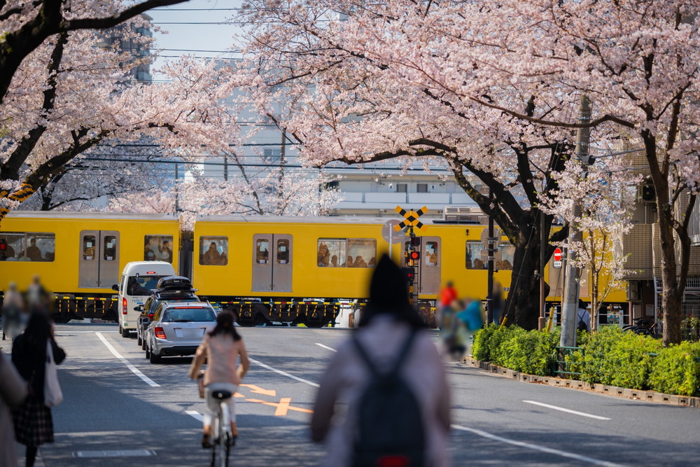 中野通りの桜並木
