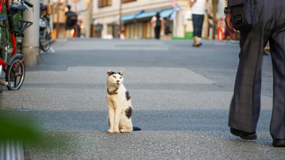 谷根千の猫