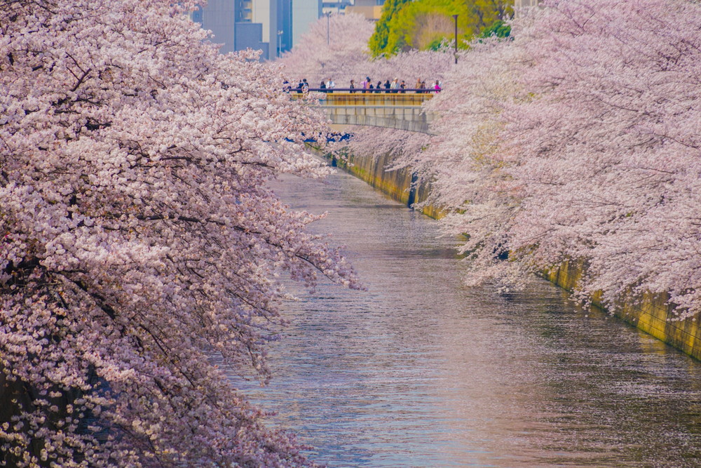 目黒川の桜